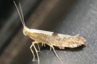 Argyresthia spinosella