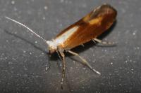 Argyresthia albistria