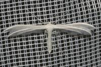Pterophorus pentadactylus