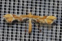 Cnaemidophorus rhododactylus