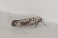 Yponomeuta irrorella