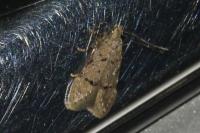 Teleiodes vulgella