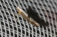 Argyresthia spinosella