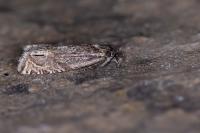 Eucosma aspidiscana