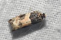 Gypsonoma sociana