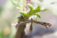 Platyptilia