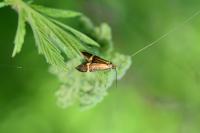 Nemophora degeerella