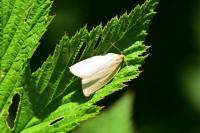 Zelotherses unitana