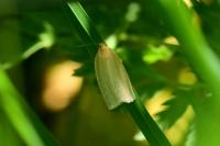 Zelotherses unitana