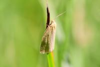 Zelotherses unitana