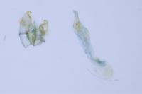 Monochroa hornigi