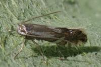 Phyllonorycter rajella