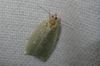 Tortrix viridana