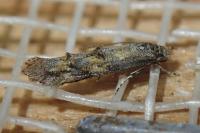 Mompha miscella