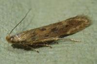 Monochroa lucidella