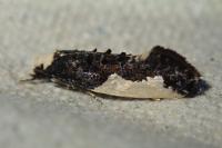 Monopis monachella