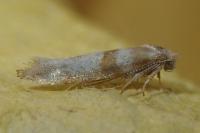 Cedestis gysseleniella