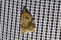 Archips xylosteana