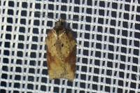 Acleris schalleriana