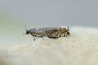 Ancylis unguicella