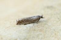 Ancylis unguicella
