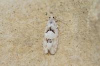 Epinotia bilunana