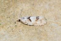Epinotia bilunana