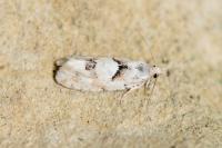 Epinotia bilunana