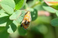 Olethreutes arcuella