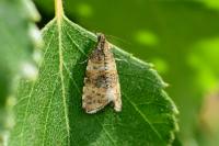Olethreutes micana