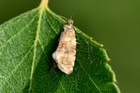 Olethreutes micana