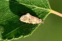 Olethreutes micana
