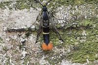 Synanthedon scoliaeformis