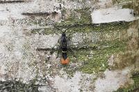 Synanthedon scoliaeformis