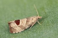 Notocelia uddmanniana