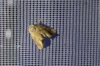 Apoda limacodes