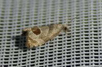 Notocelia uddmanniana