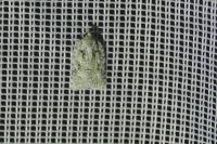 Acleris literana