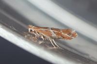 Phyllonorycter millierella