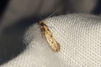 Anomalotinea liguriella