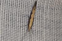 Plutella xylostella
