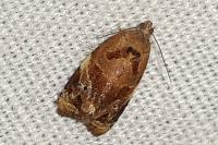 Ditula angustiorana
