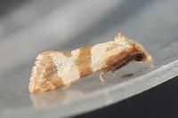 Phalonidia contractana