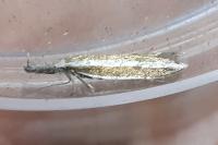 Pleurota aristella