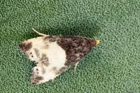 Notocelia cynosbatella