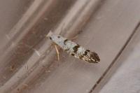 Argyresthia