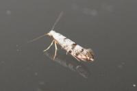Argyresthia