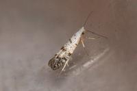 Argyresthia