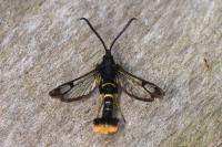 Synanthedon andrenaeformis