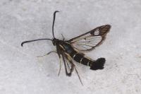 Synanthedon tipuliformis